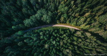 Ein Weg im Wald