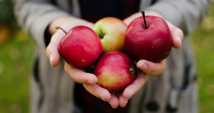 Obst: Hände halten Äpfel frisch geerntet