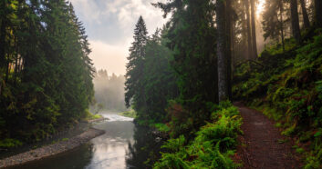 Nadelbaumwald und Fluss