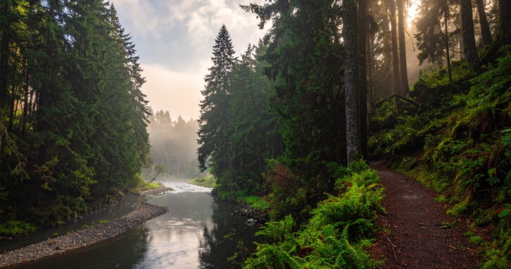 Nadelbaumwald und Fluss