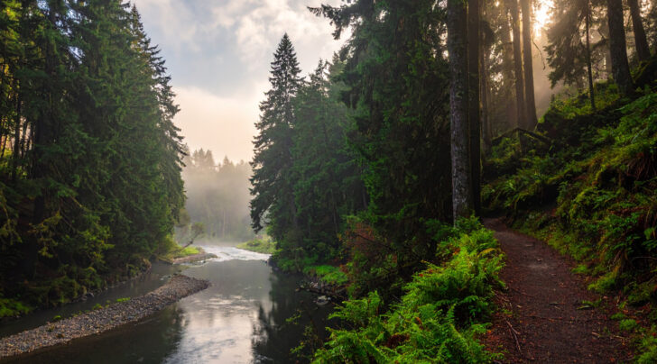Nadelbaumwald und Fluss